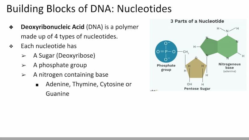 DNA Structure & Function
Biology X Discovery of DNA (Miescher & Griffith)
DNA was first described in 1869 by chemist, Johannes
Miescher
He k