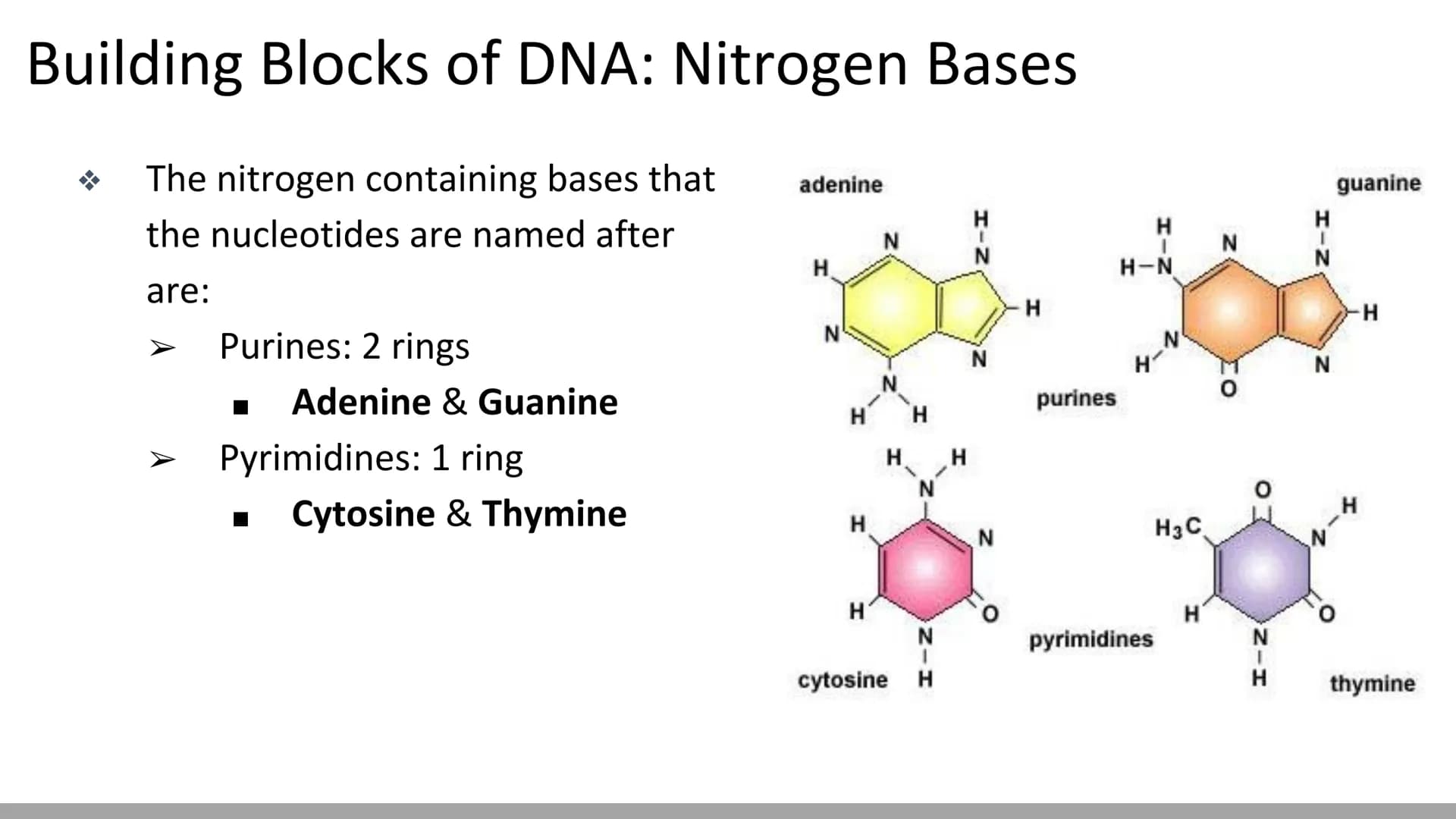 DNA Structure & Function
Biology X Discovery of DNA (Miescher & Griffith)
DNA was first described in 1869 by chemist, Johannes
Miescher
He k
