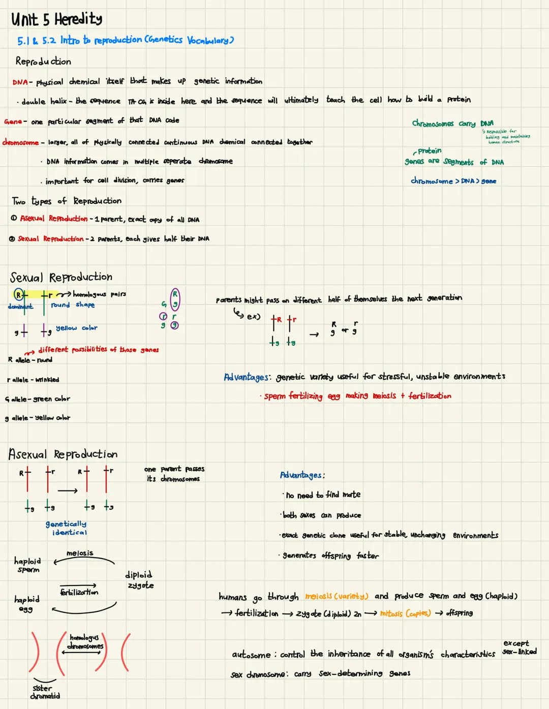 
<h2 id="introductiontoreproductiongeneticsvocabulary">Introduction to Reproduction (Genetics Vocabulary)</h2>
<p>Reproduction involves the 