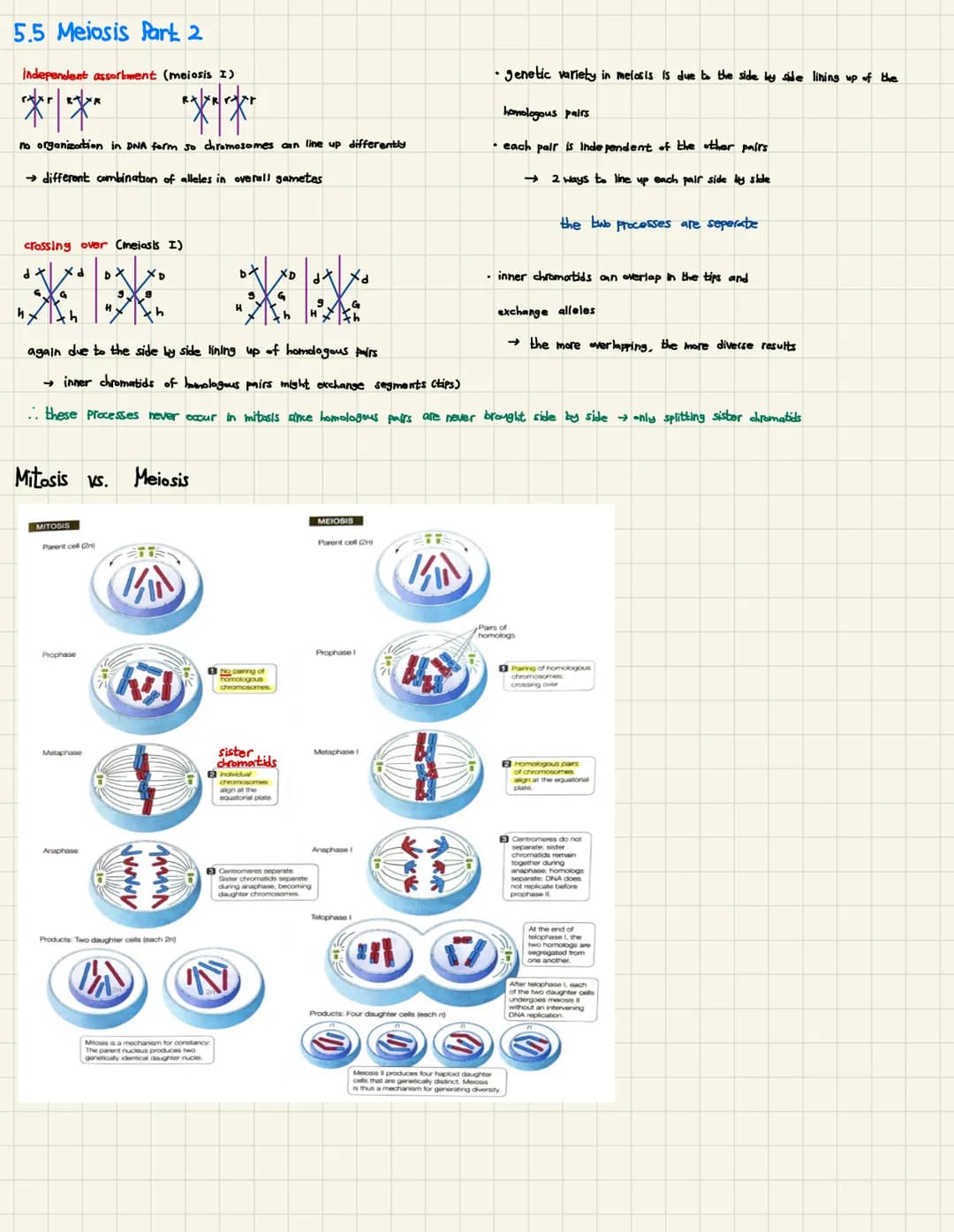 
<h2 id="introductiontoreproductiongeneticsvocabulary">Introduction to Reproduction (Genetics Vocabulary)</h2>
<p>Reproduction involves the 