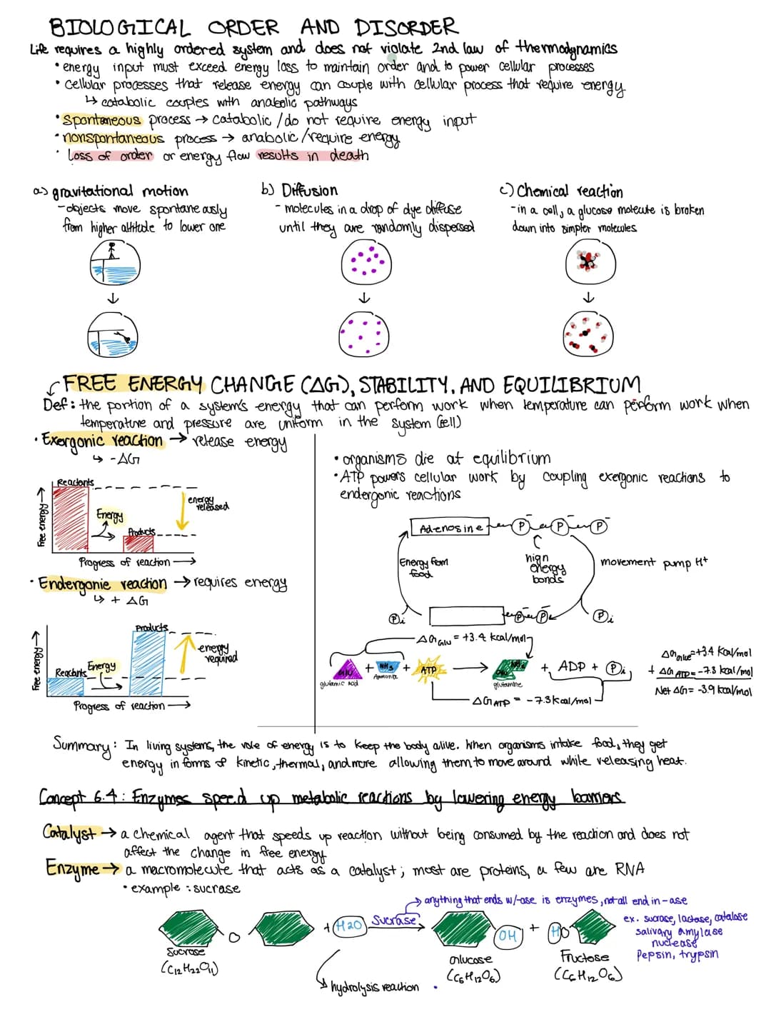 CELLULAR ENERGY AND
Cancept 6.1: metabolism transforms matter and energy
Def: metabolism is totality of an organism's chemical reactions
in 