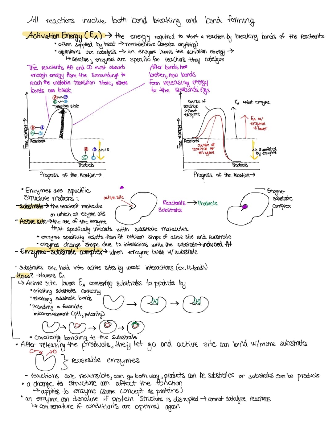 CELLULAR ENERGY AND
Cancept 6.1: metabolism transforms matter and energy
Def: metabolism is totality of an organism's chemical reactions
in 