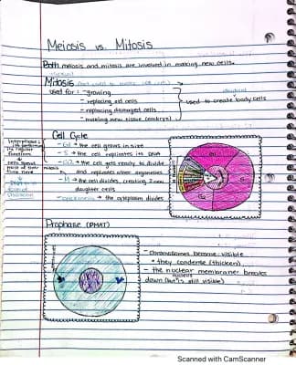 Know Meiosis vs Mitosis thumbnail