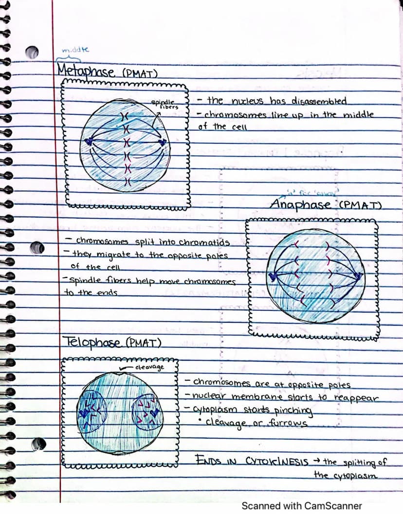 Interphase:
it's performing
its regular
fonctions
cells spend
most of their
time here
✓
Meiosis vs. Mitosis.
Both meiosis and mitosis are in