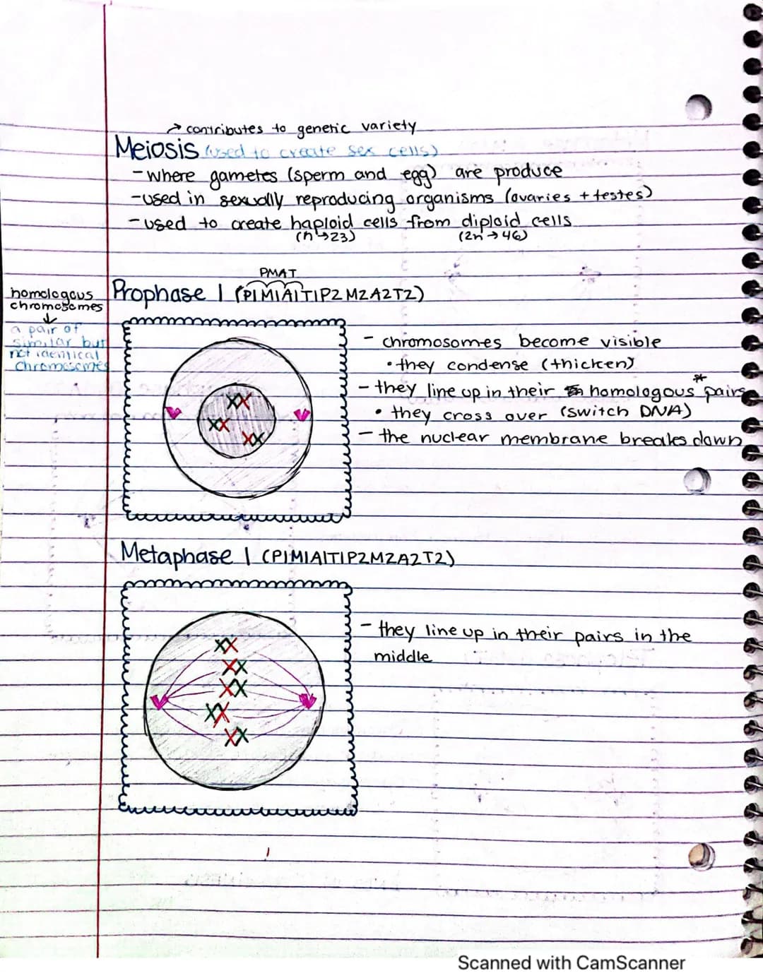 Interphase:
it's performing
its regular
fonctions
cells spend
most of their
time here
✓
Meiosis vs. Mitosis.
Both meiosis and mitosis are in