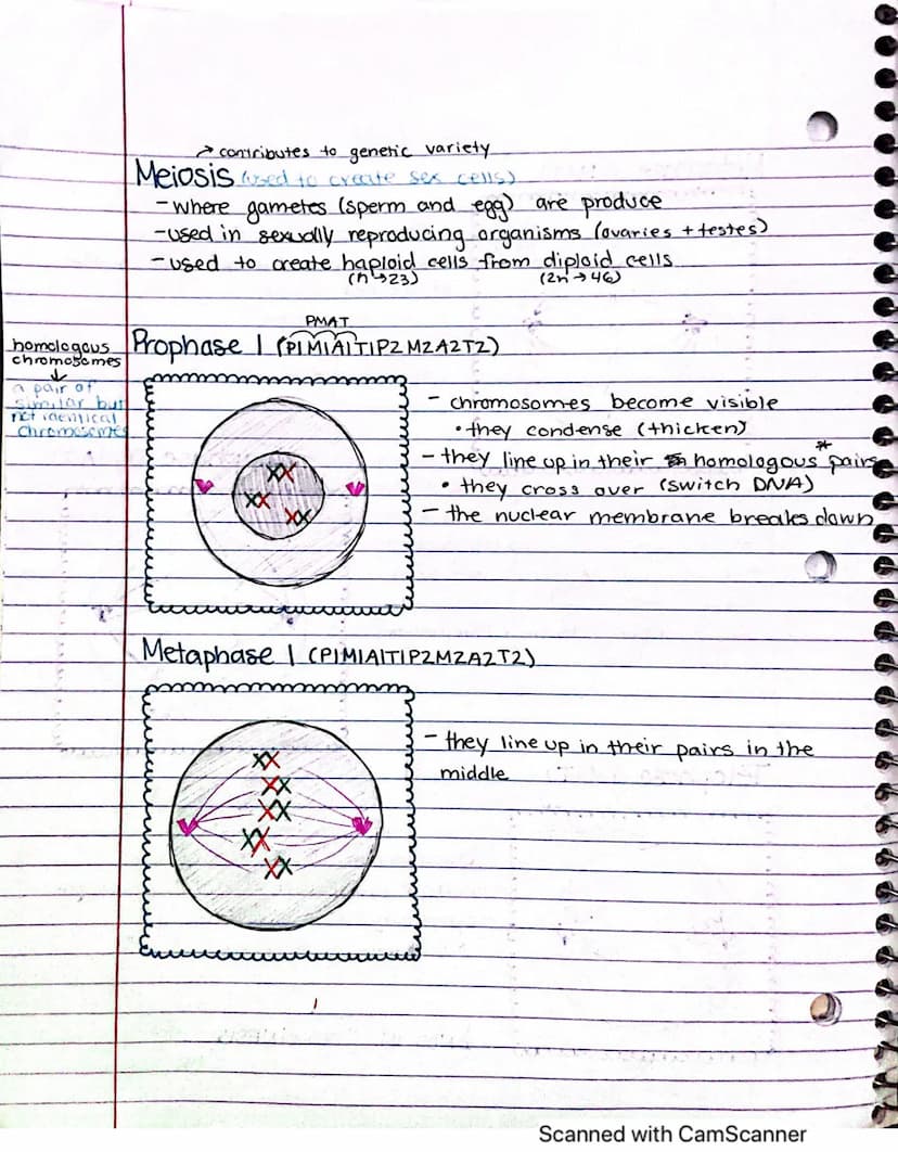 Interphase:
it's performing
its regular
fonctions
cells spend
most of their
time here
✓
Meiosis vs. Mitosis.
Both meiosis and mitosis are in