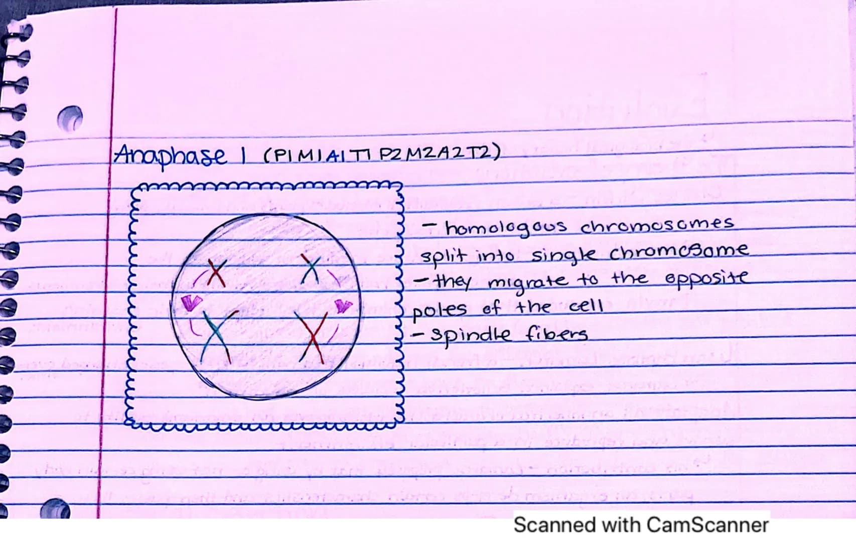 Interphase:
it's performing
its regular
fonctions
cells spend
most of their
time here
✓
Meiosis vs. Mitosis.
Both meiosis and mitosis are in
