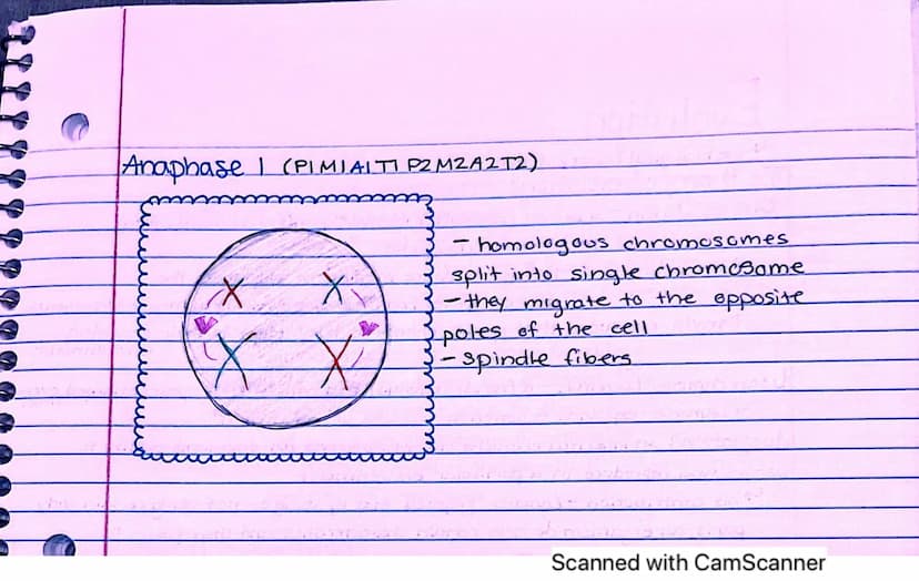 Interphase:
it's performing
its regular
fonctions
cells spend
most of their
time here
✓
Meiosis vs. Mitosis.
Both meiosis and mitosis are in