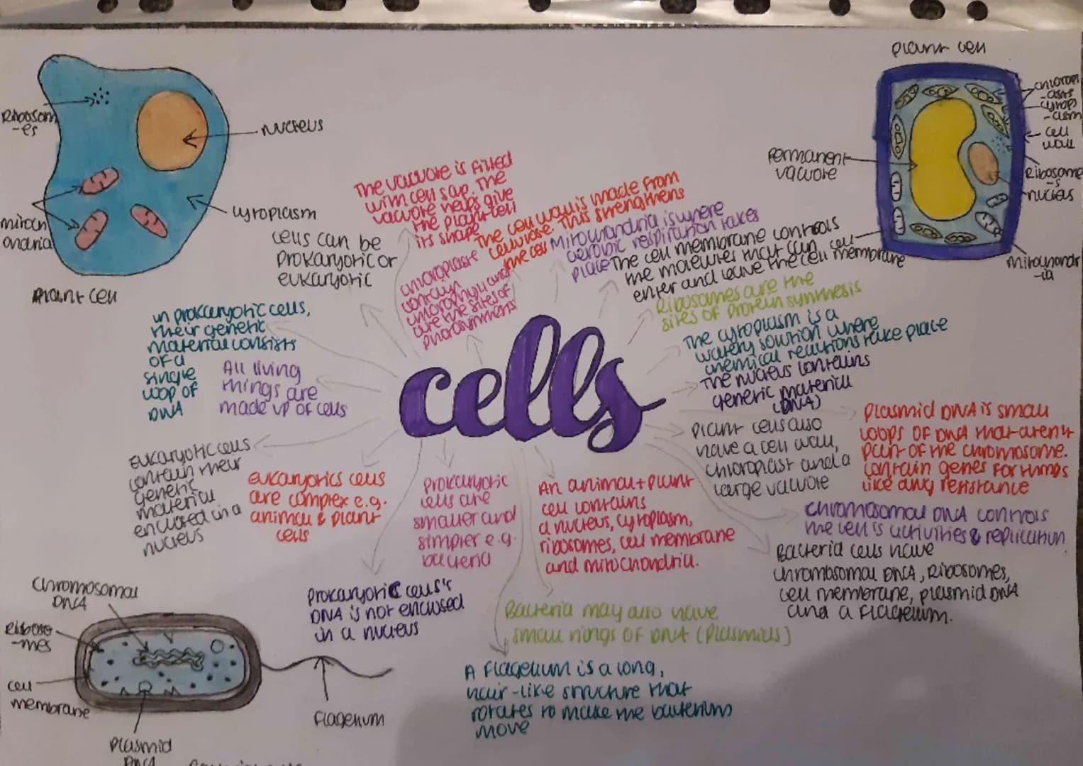 
<p>The main difference between prokaryotic and eukaryotic cells lies in their structure and function. Eukaryotic cells have a nucleus where