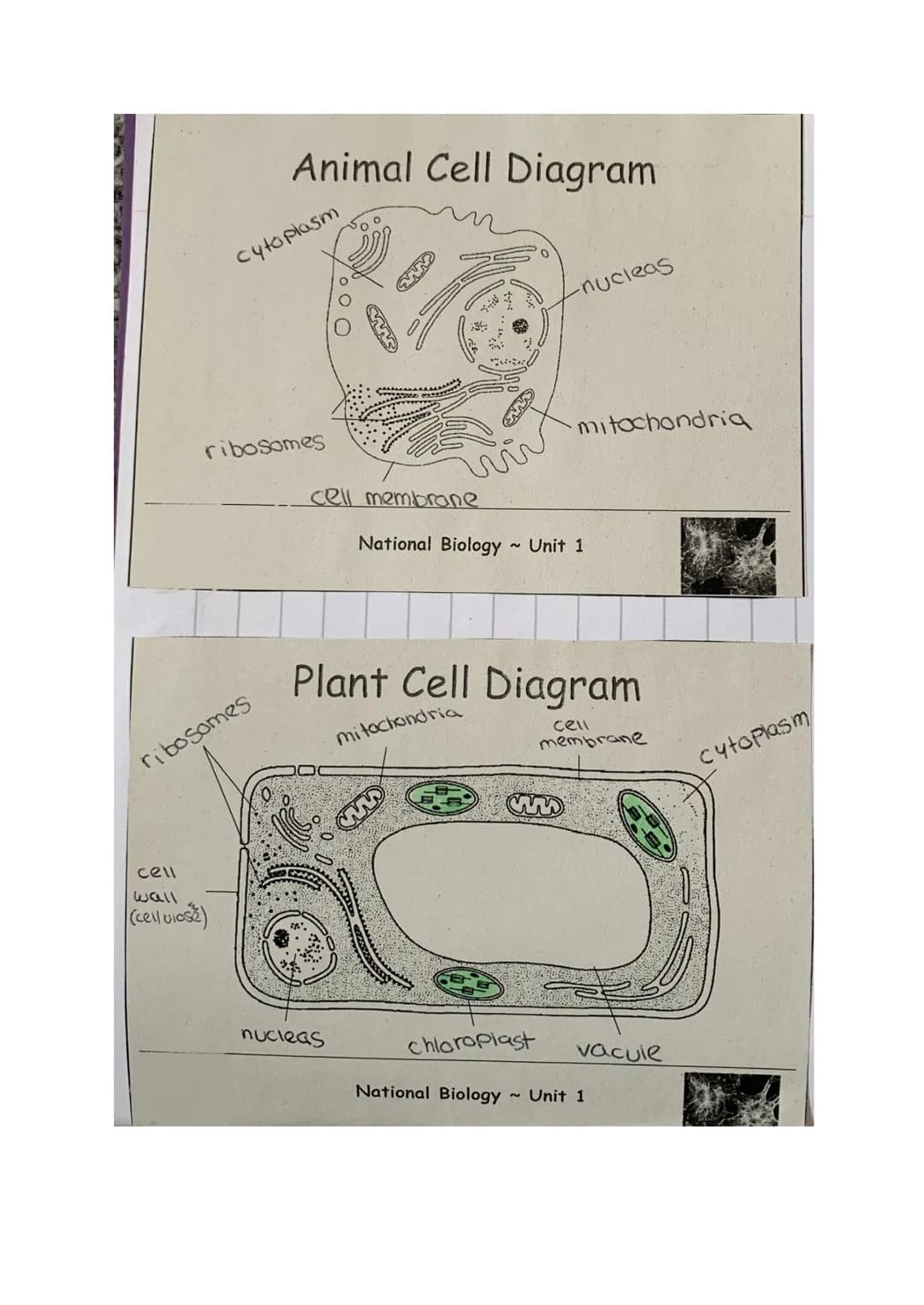 Animal Cell Diagram
cytoplasm
ribosomes
ribosomes
cell
wall
(cellulose)
O O O
cell membrane
nucleas
National Biology
~
National Biology
-nuc