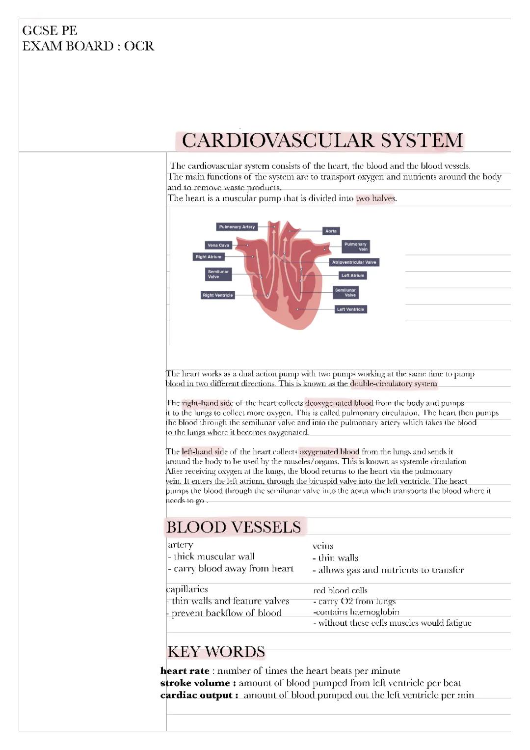 CARDIOVASCULAR SYSTEM
