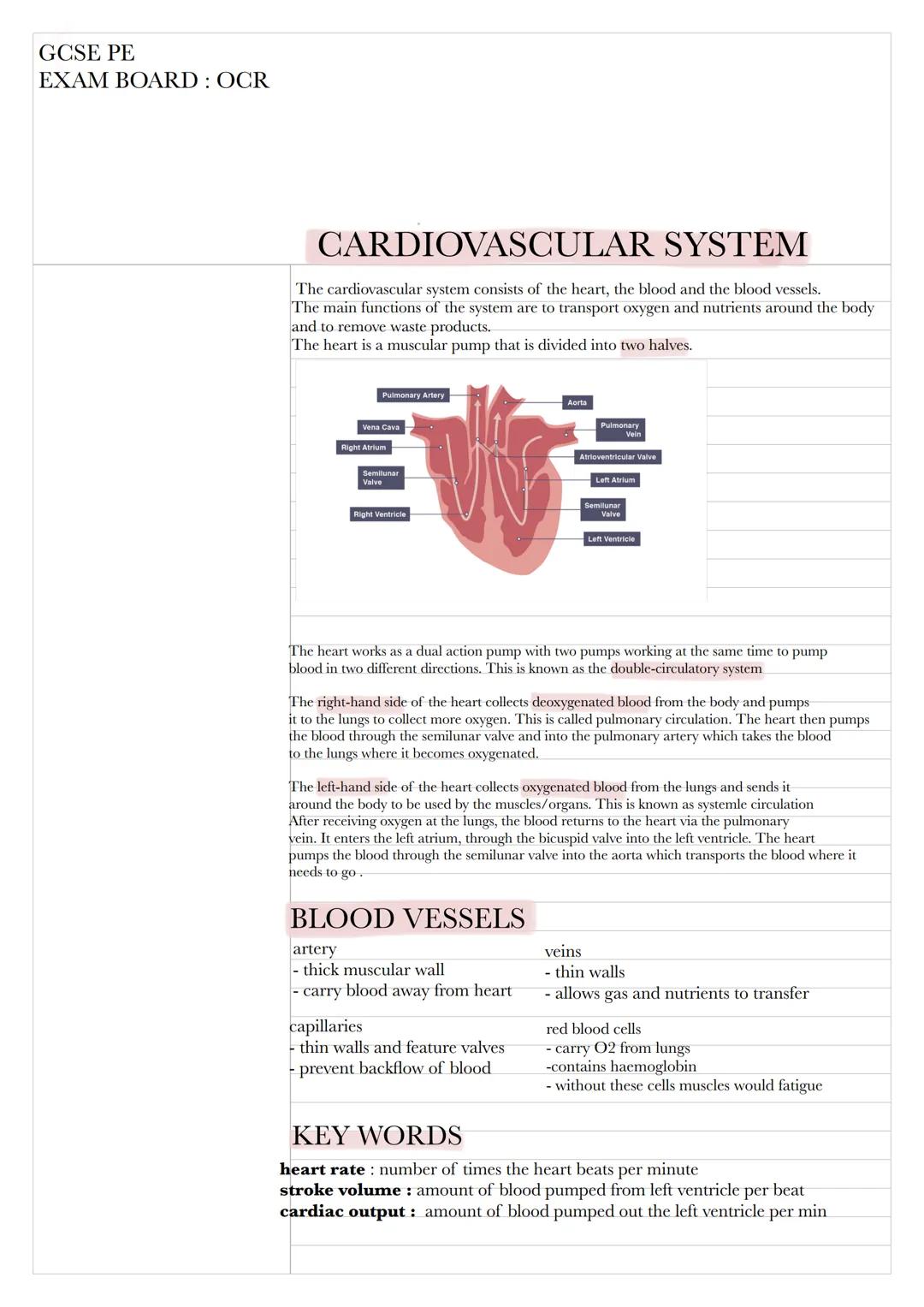 GCSE PE
EXAM BOARD: OCR
CARDIOVASCULAR SYSTEM
The cardiovascular system consists of the heart, the blood and the blood vessels.
The main fun