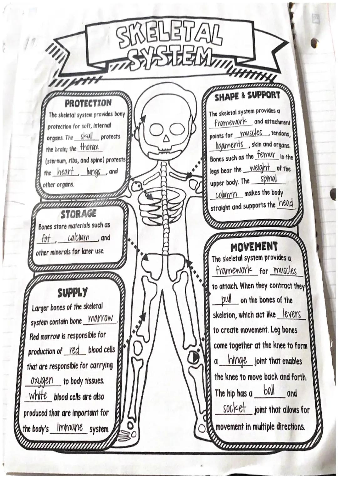 Skeletal system notes 