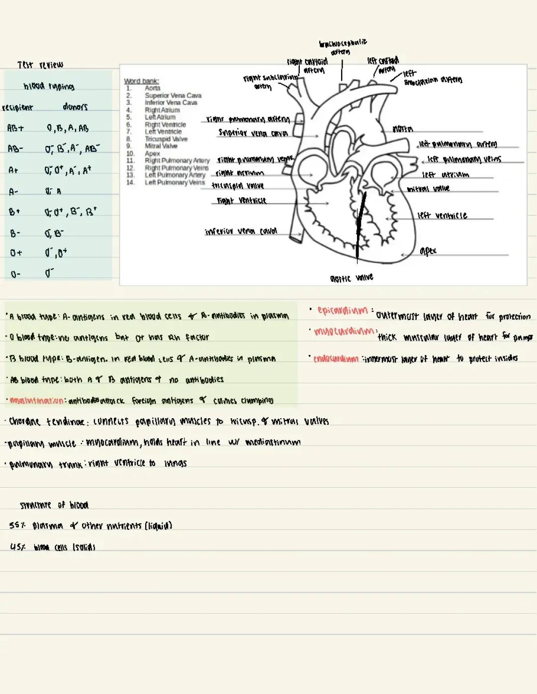 Mastering the Cardiovascular System: Comprehensive Test Review