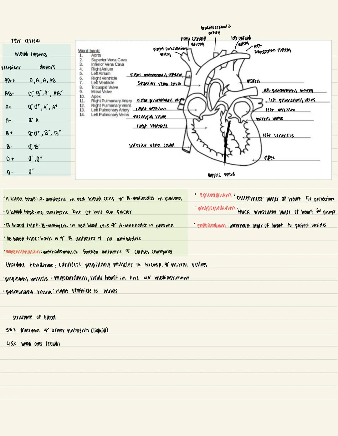 Test review
recipient
AB+
AB-
A+
A-
B+
B-
0 +
blood typing
0-
donors
O, B, A, AB
0; B², A², AB-
0, 0+, A, A+
0 A
0;0+, B, B
0, B-
0,0+
ď
Wor