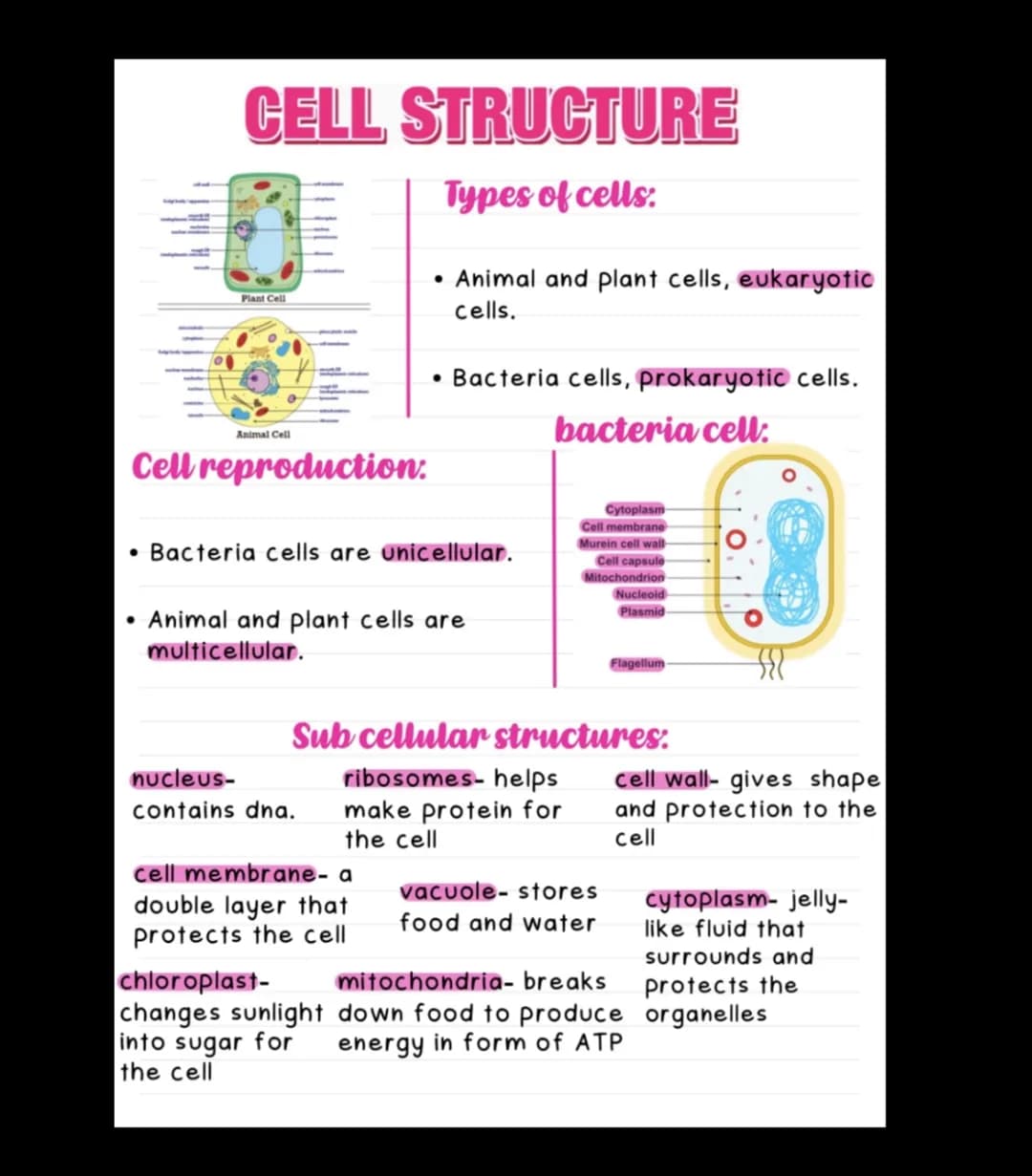 CELL STRUCTURE
Types of cells:
Plant Cell
Animal Cell
Cell reproduction:
• Bacteria cells are unicellular.
•Animal and plant cells, eukaryot