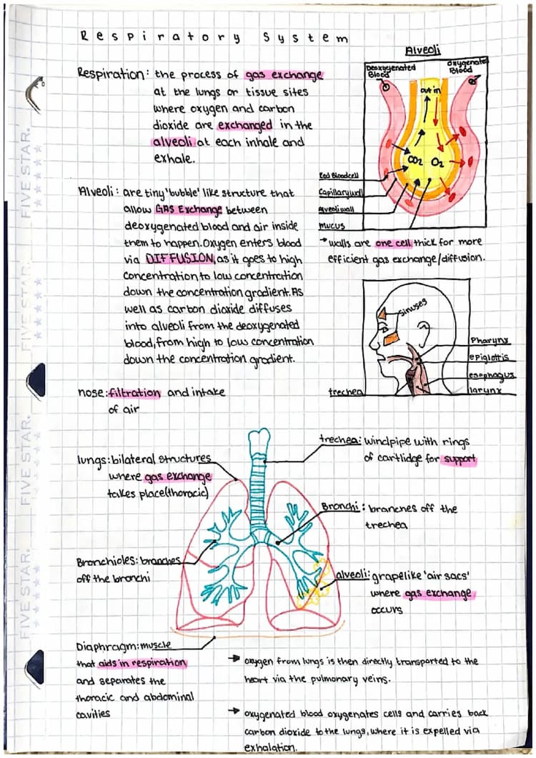 Know Human Anatomy Systems thumbnail
