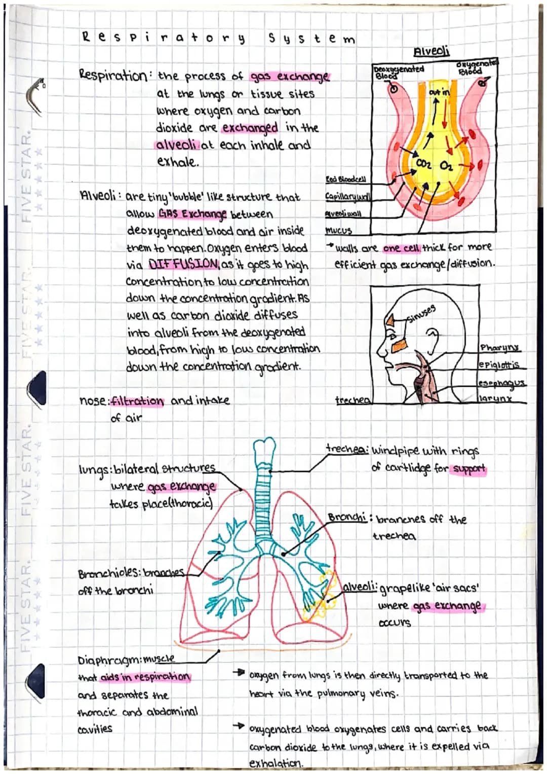 FIVE STAR.
*****
FIVE STAR
Respirato ry System
Respiration the process of gas exchange
at the lungs or tissue sites
where oxygen and carbon
