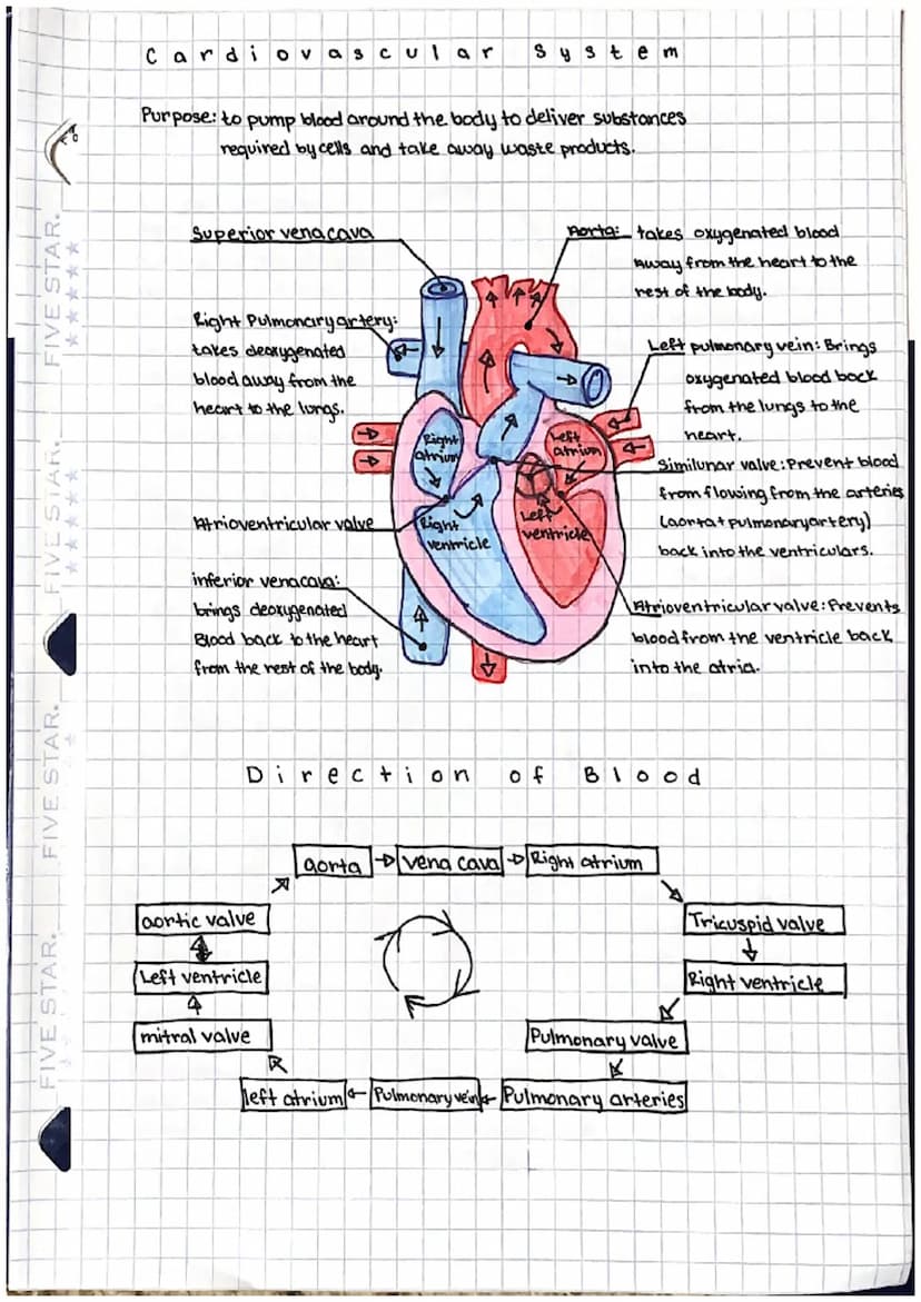 FIVE STAR.
*****
FIVE STAR
Respirato ry System
Respiration the process of gas exchange
at the lungs or tissue sites
where oxygen and carbon
