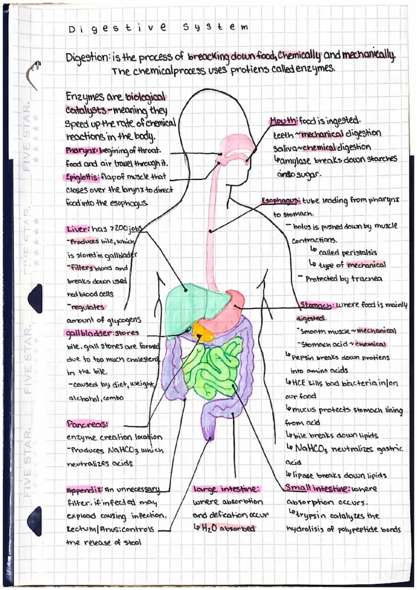 FIVE STAR.
*****
FIVE STAR
Respirato ry System
Respiration the process of gas exchange
at the lungs or tissue sites
where oxygen and carbon

