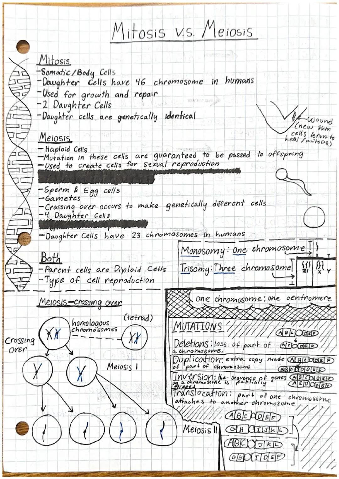 What's the Difference Between Meiosis and Mitosis?