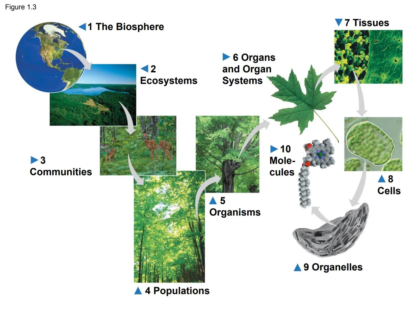 # Chapter 1

Evolution, the Themes of

Biology, and Scientific Inquiry # Inquiring about Life

*   Biology is the scientific study of life
*