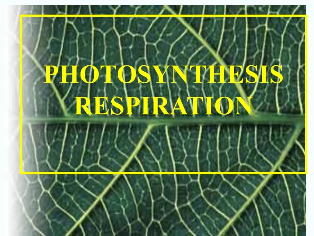 10 Importance of Photosynthesis: What You Need to Know for Class 7 and Beyond!