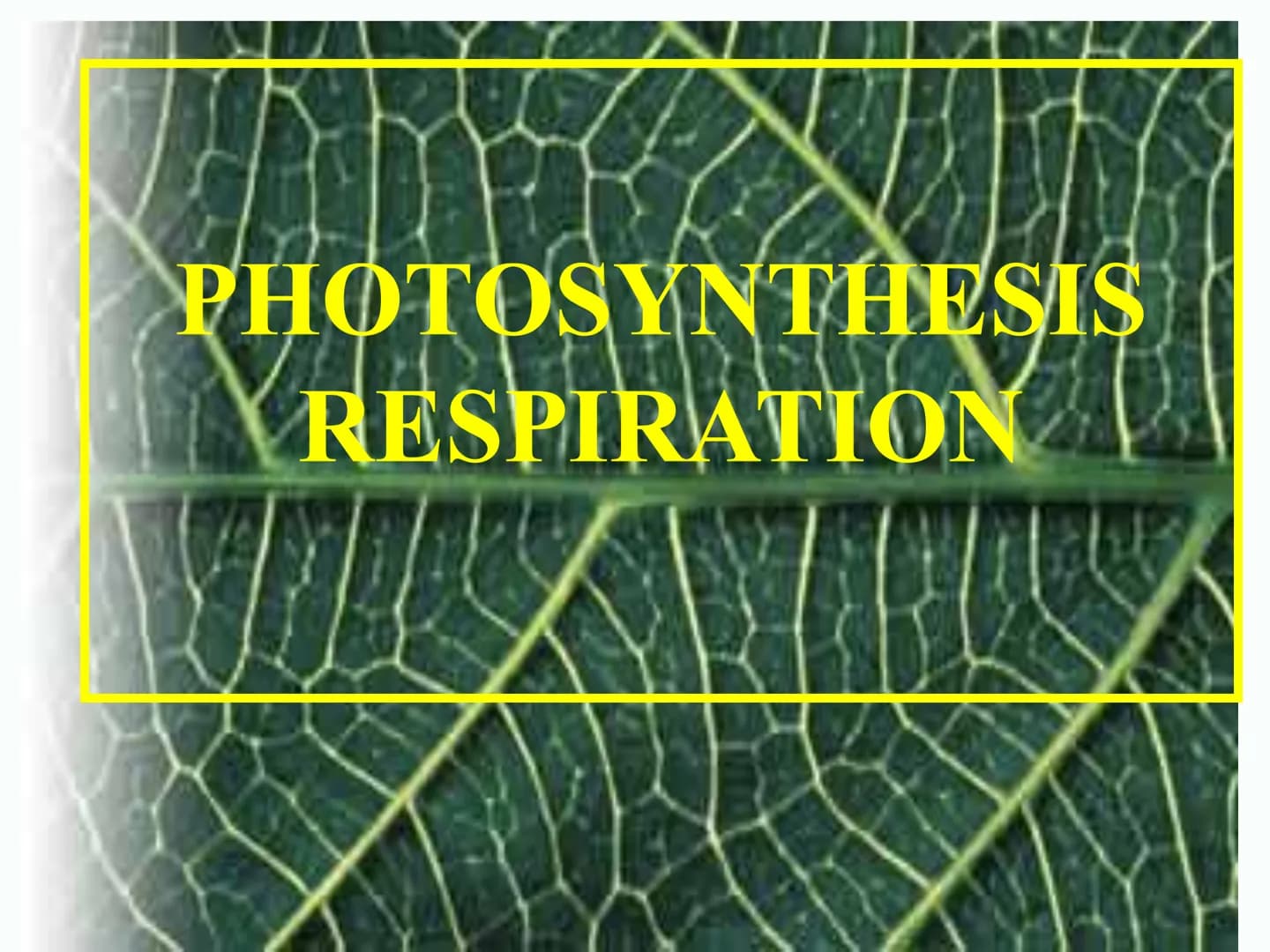 
<h2 id="introduction">Introduction</h2>
<p>Photosynthesis and respiration are two crucial processes that occur in plants and other organism