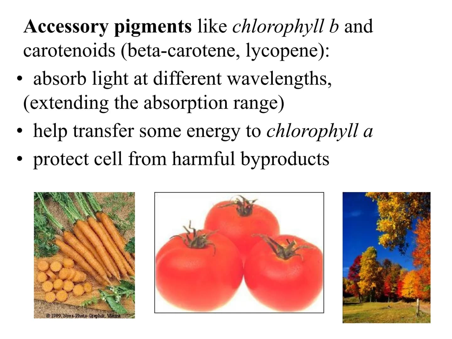 
<h2 id="introduction">Introduction</h2>
<p>Photosynthesis and respiration are two crucial processes that occur in plants and other organism