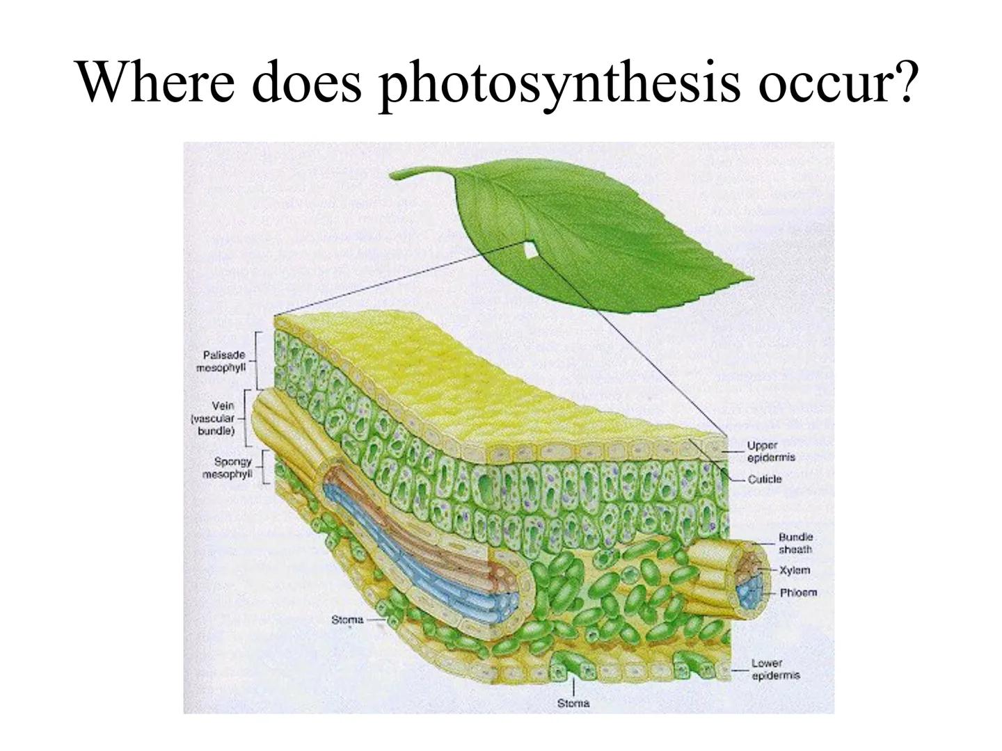 
<h2 id="introduction">Introduction</h2>
<p>Photosynthesis and respiration are two crucial processes that occur in plants and other organism