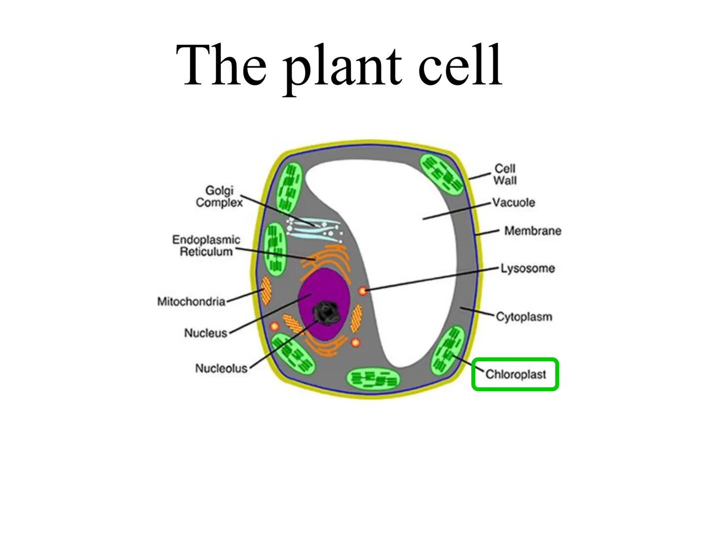 
<h2 id="introduction">Introduction</h2>
<p>Photosynthesis and respiration are two crucial processes that occur in plants and other organism