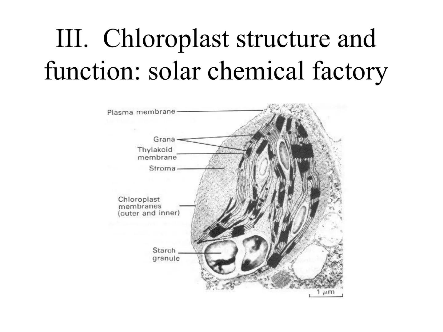 
<h2 id="introduction">Introduction</h2>
<p>Photosynthesis and respiration are two crucial processes that occur in plants and other organism