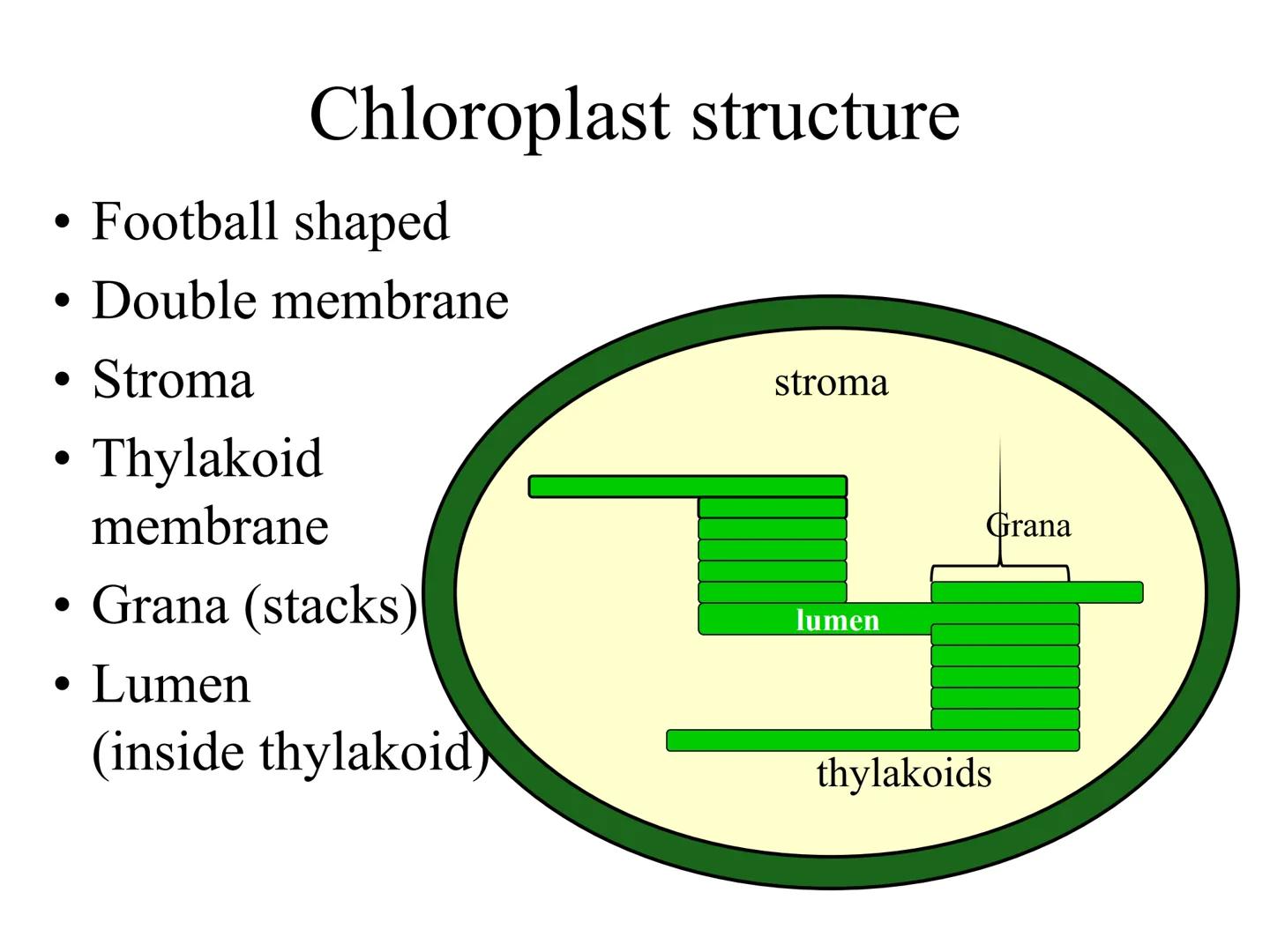 
<h2 id="introduction">Introduction</h2>
<p>Photosynthesis and respiration are two crucial processes that occur in plants and other organism