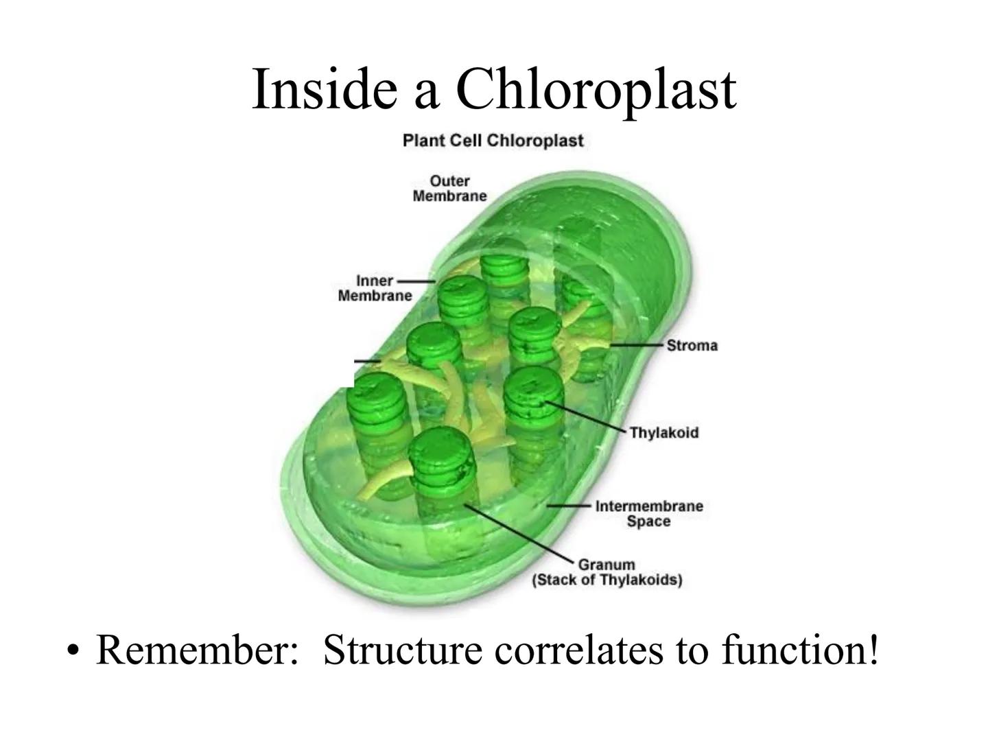 
<h2 id="introduction">Introduction</h2>
<p>Photosynthesis and respiration are two crucial processes that occur in plants and other organism