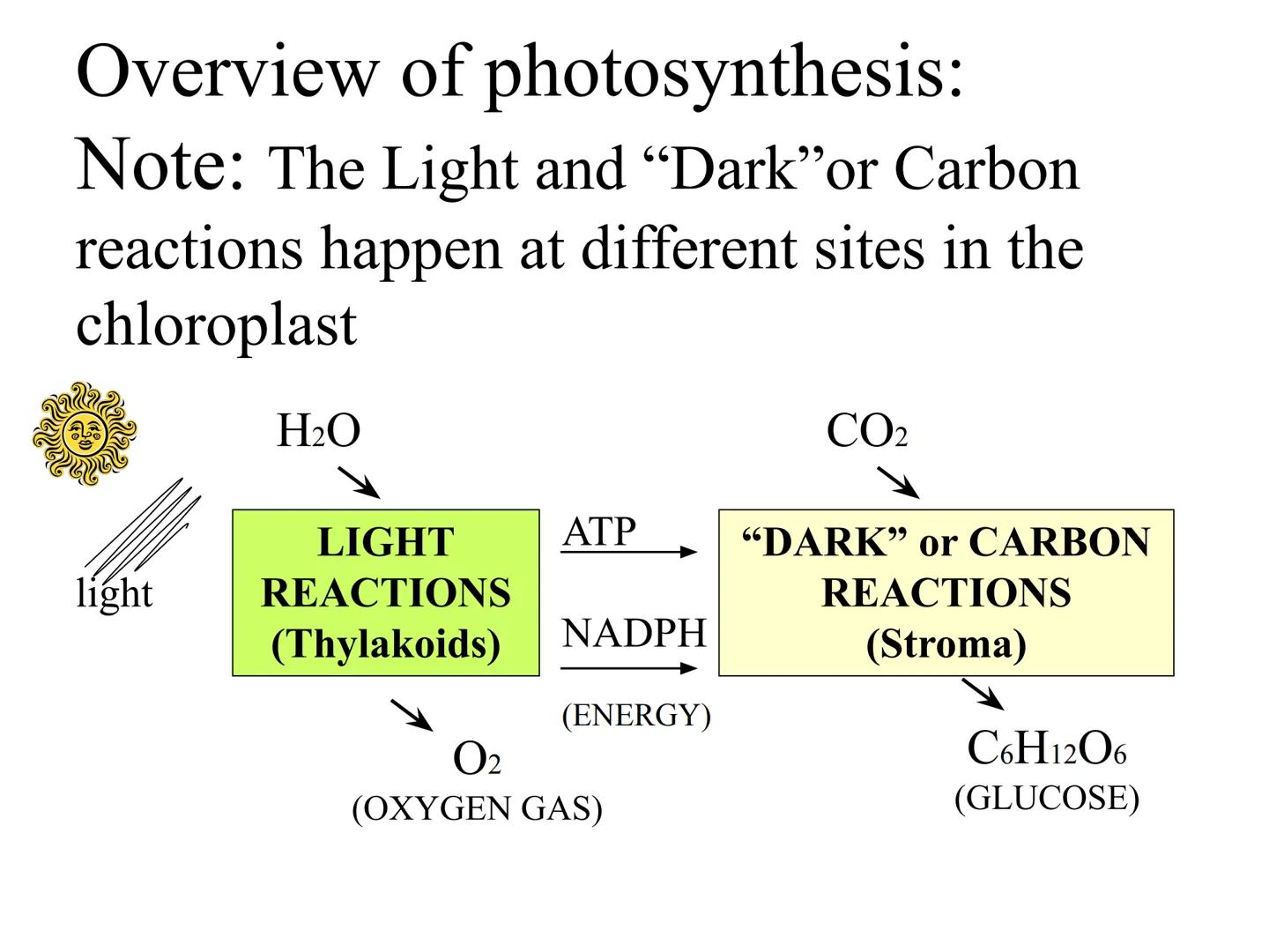 
<h2 id="introduction">Introduction</h2>
<p>Photosynthesis and respiration are two crucial processes that occur in plants and other organism