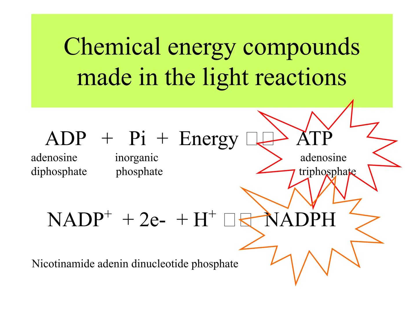 
<h2 id="introduction">Introduction</h2>
<p>Photosynthesis and respiration are two crucial processes that occur in plants and other organism