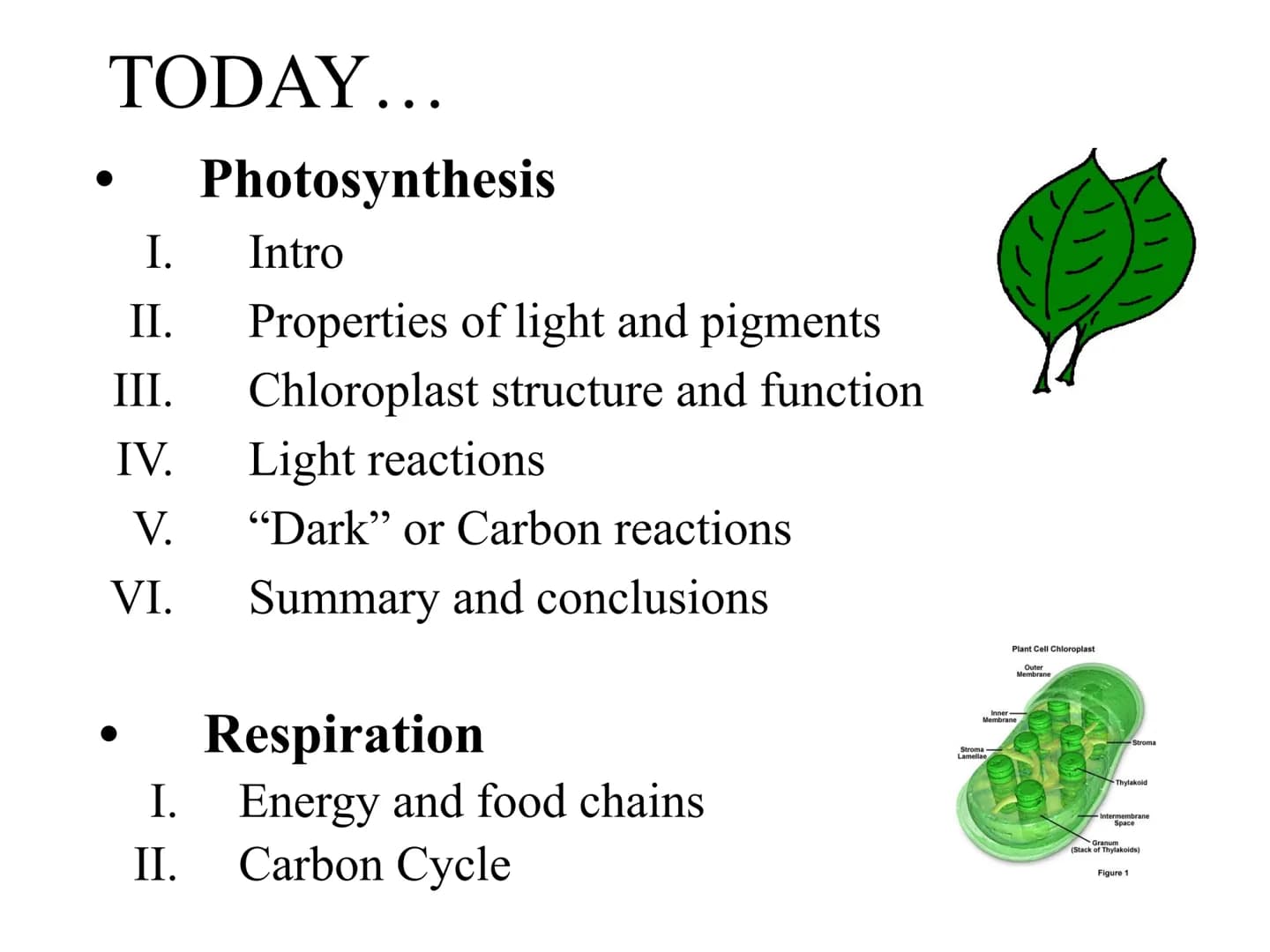 
<h2 id="introduction">Introduction</h2>
<p>Photosynthesis and respiration are two crucial processes that occur in plants and other organism