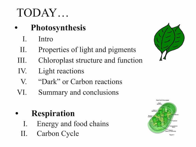 
<h2 id="introduction">Introduction</h2>
<p>Photosynthesis and respiration are two crucial processes that occur in plants and other organism