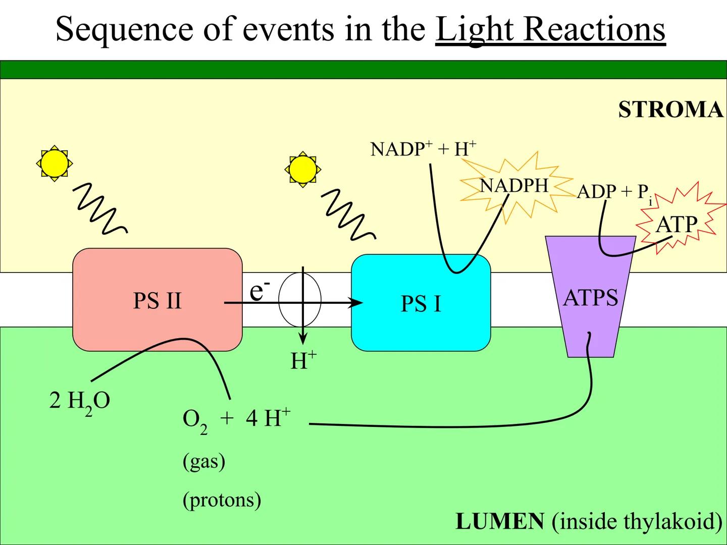 
<h2 id="introduction">Introduction</h2>
<p>Photosynthesis and respiration are two crucial processes that occur in plants and other organism