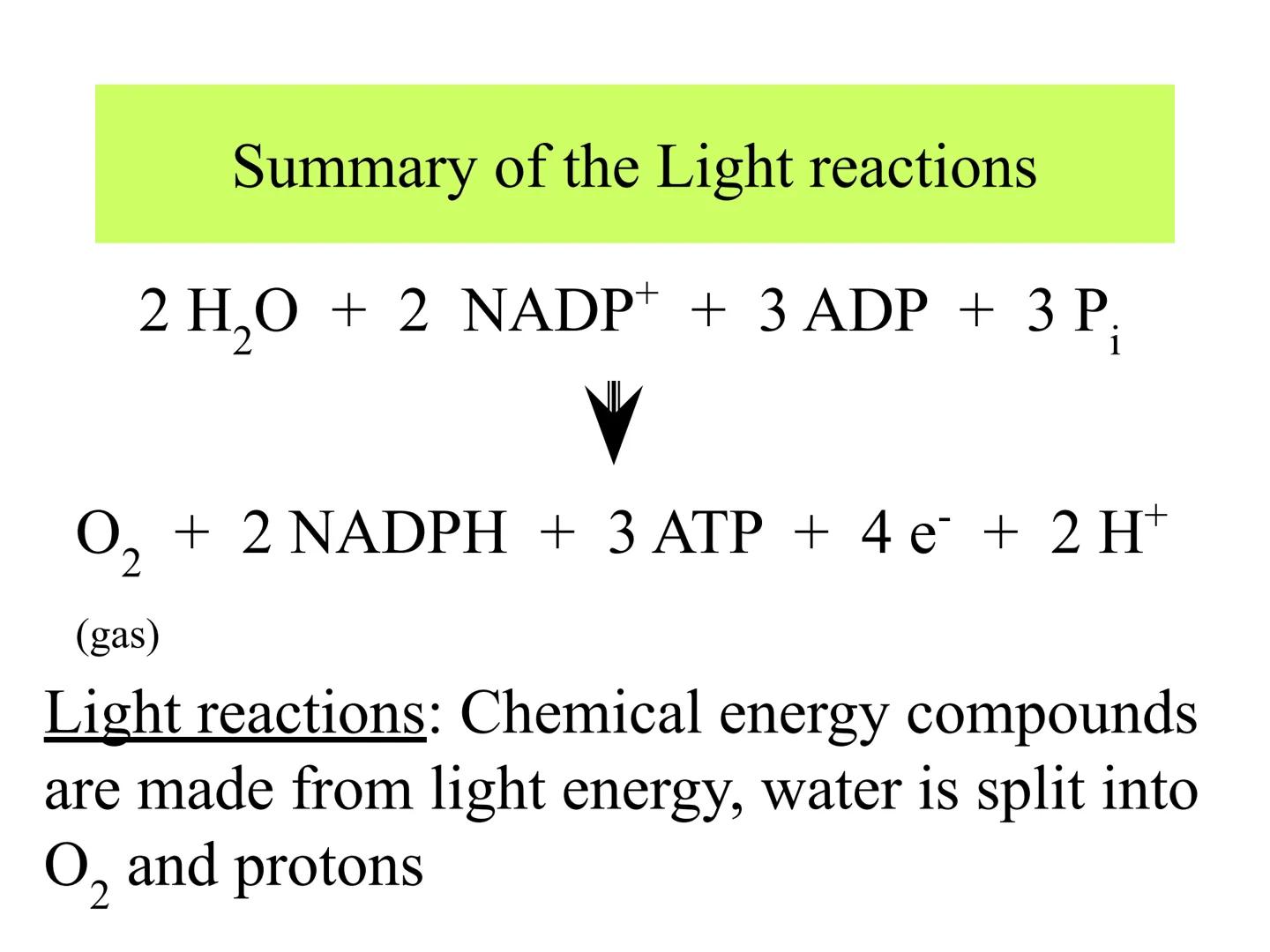 
<h2 id="introduction">Introduction</h2>
<p>Photosynthesis and respiration are two crucial processes that occur in plants and other organism