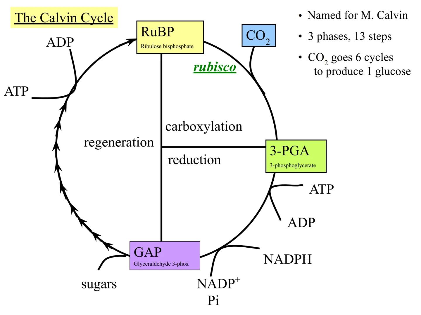 
<h2 id="introduction">Introduction</h2>
<p>Photosynthesis and respiration are two crucial processes that occur in plants and other organism