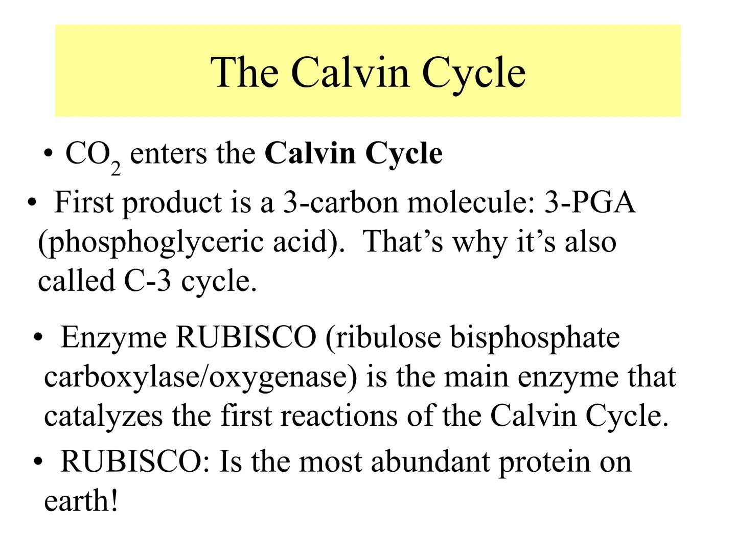 
<h2 id="introduction">Introduction</h2>
<p>Photosynthesis and respiration are two crucial processes that occur in plants and other organism