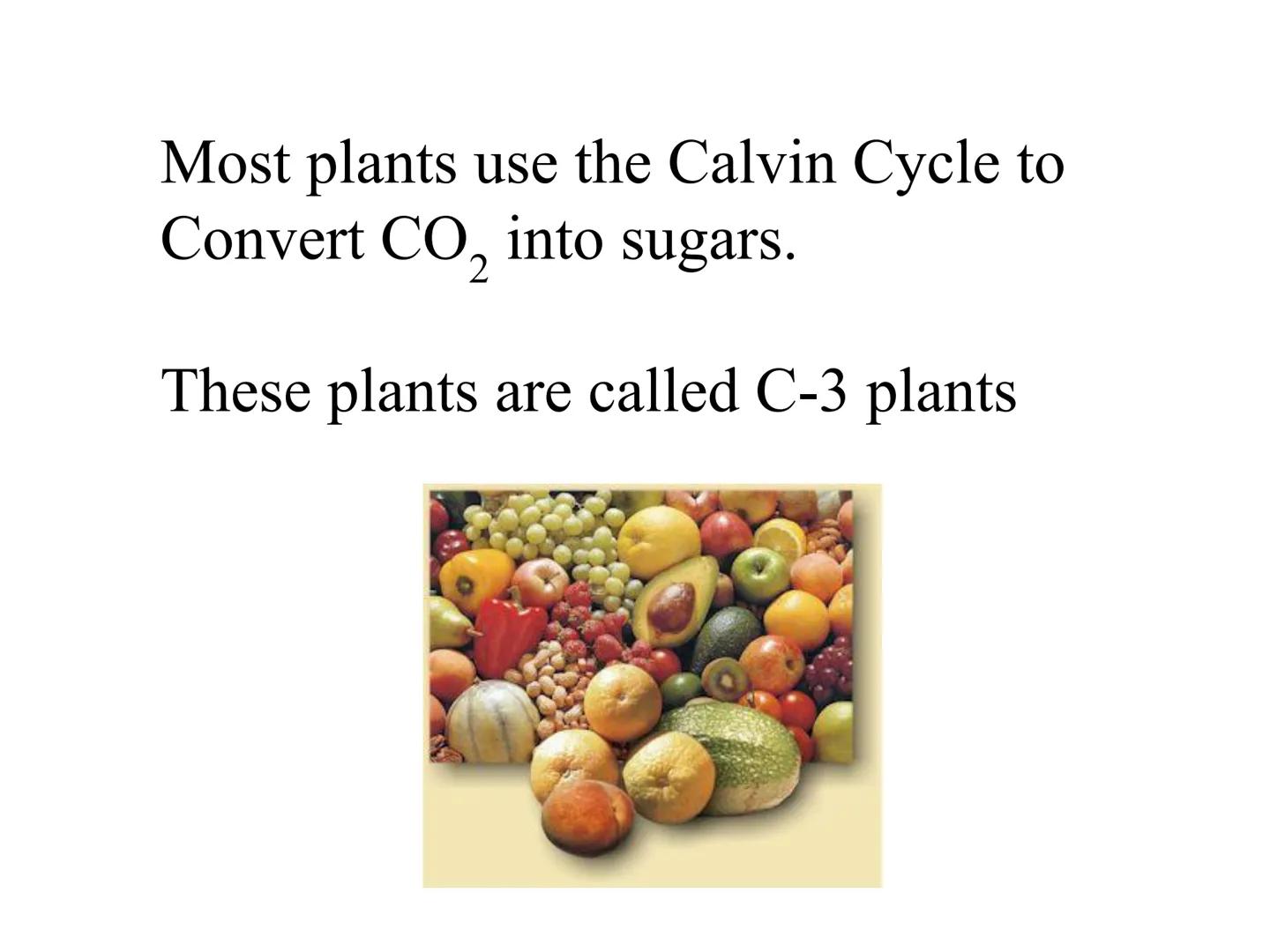 
<h2 id="introduction">Introduction</h2>
<p>Photosynthesis and respiration are two crucial processes that occur in plants and other organism