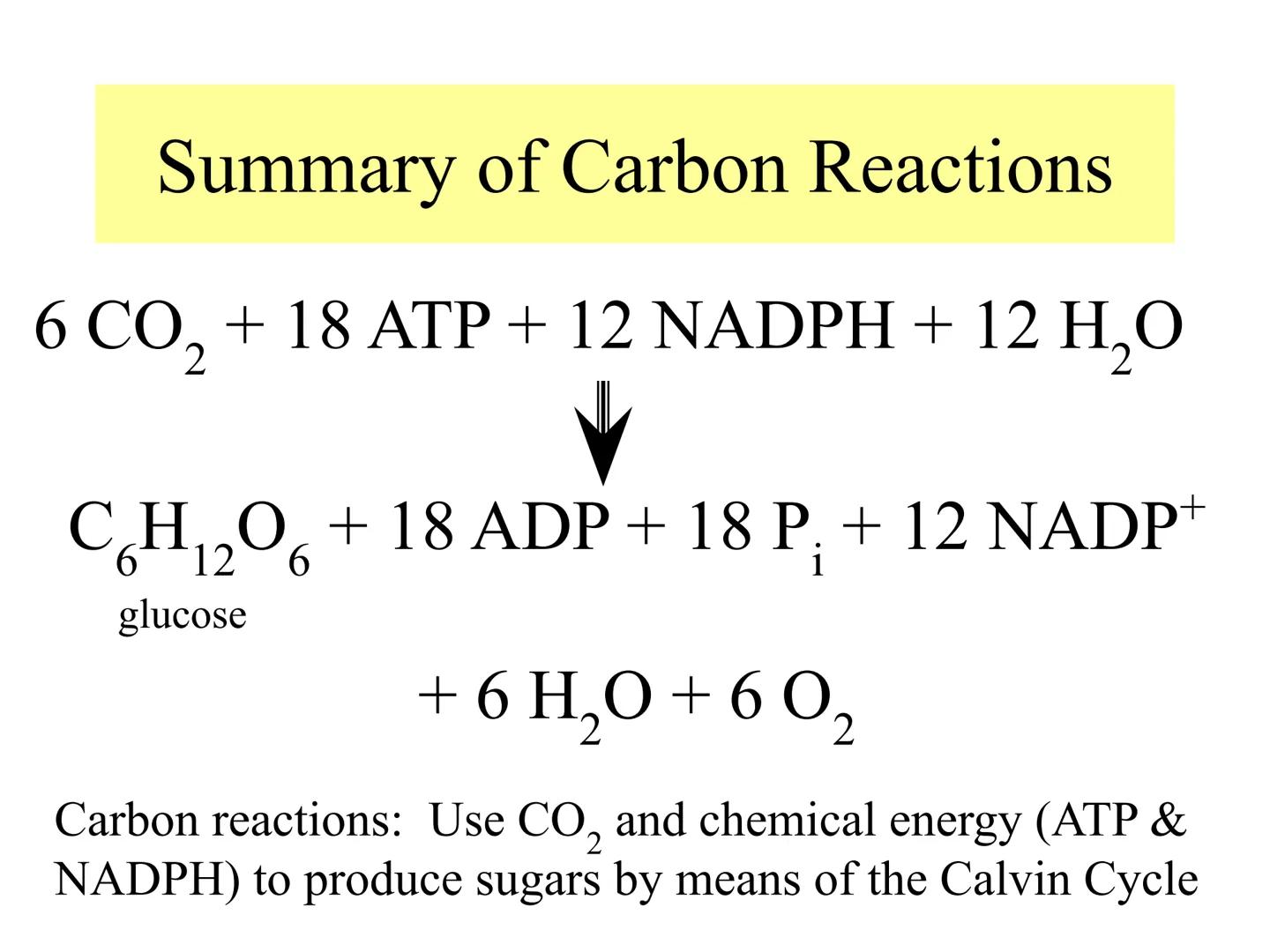 
<h2 id="introduction">Introduction</h2>
<p>Photosynthesis and respiration are two crucial processes that occur in plants and other organism