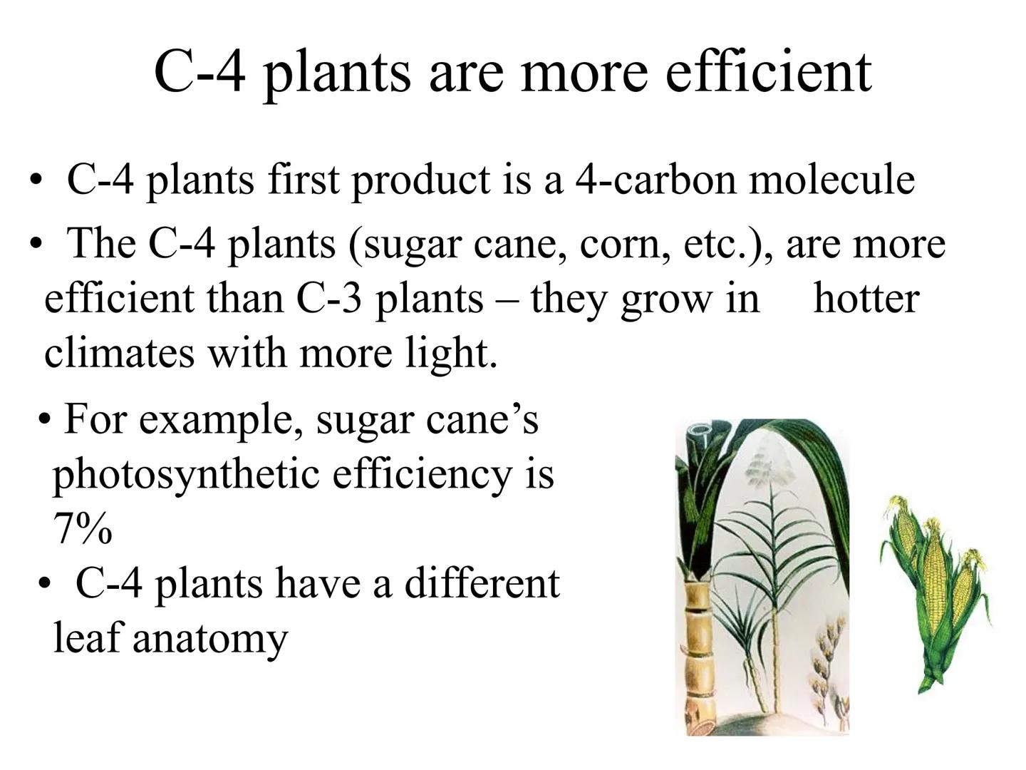 
<h2 id="introduction">Introduction</h2>
<p>Photosynthesis and respiration are two crucial processes that occur in plants and other organism