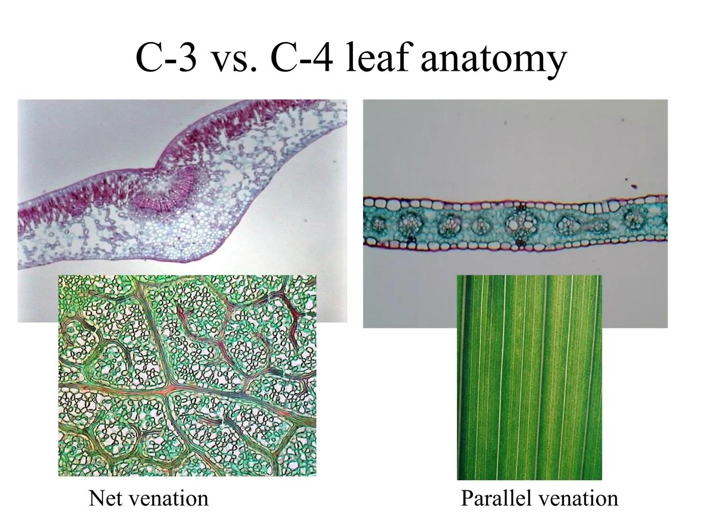 
<h2 id="introduction">Introduction</h2>
<p>Photosynthesis and respiration are two crucial processes that occur in plants and other organism