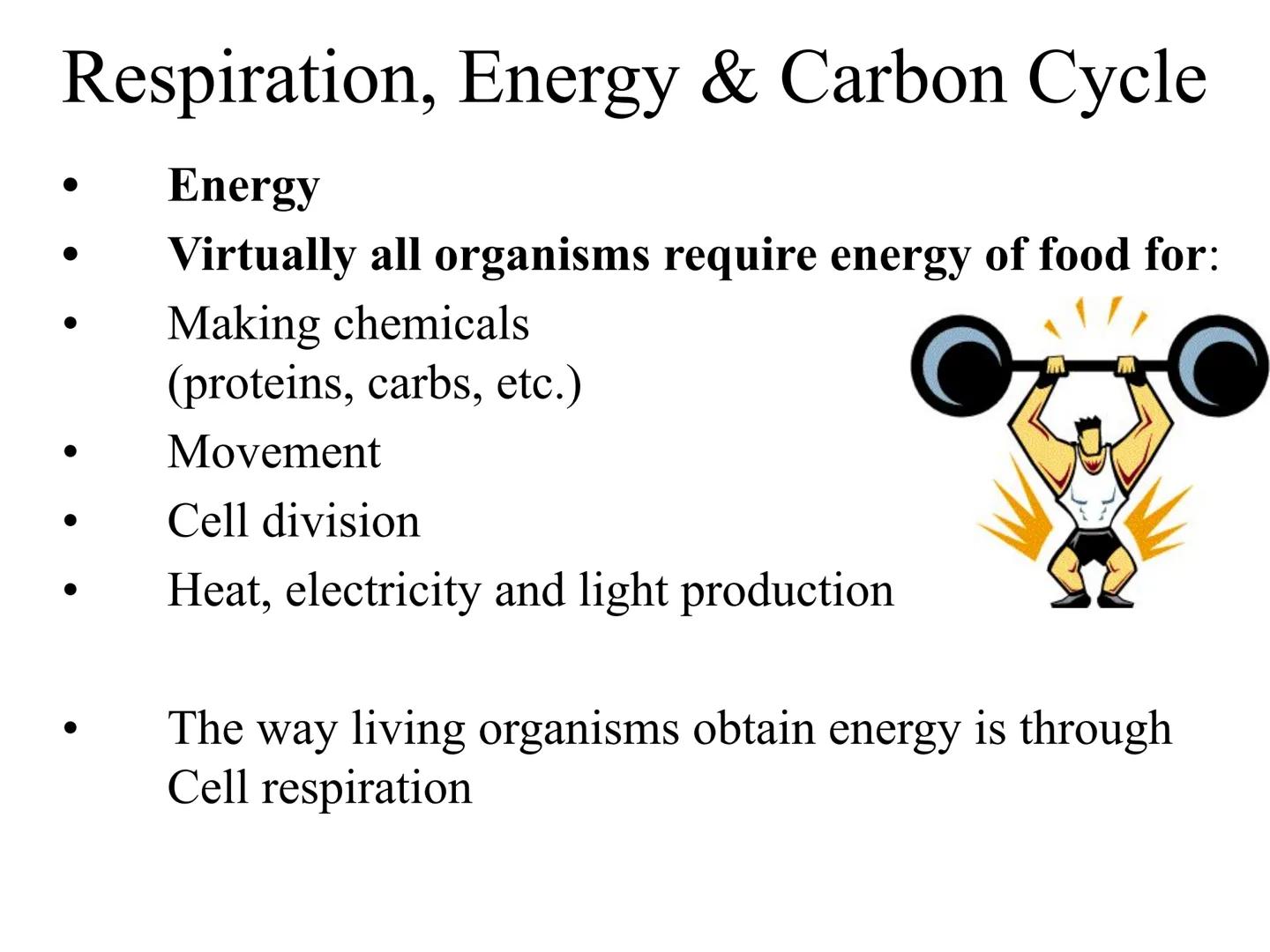 
<h2 id="introduction">Introduction</h2>
<p>Photosynthesis and respiration are two crucial processes that occur in plants and other organism