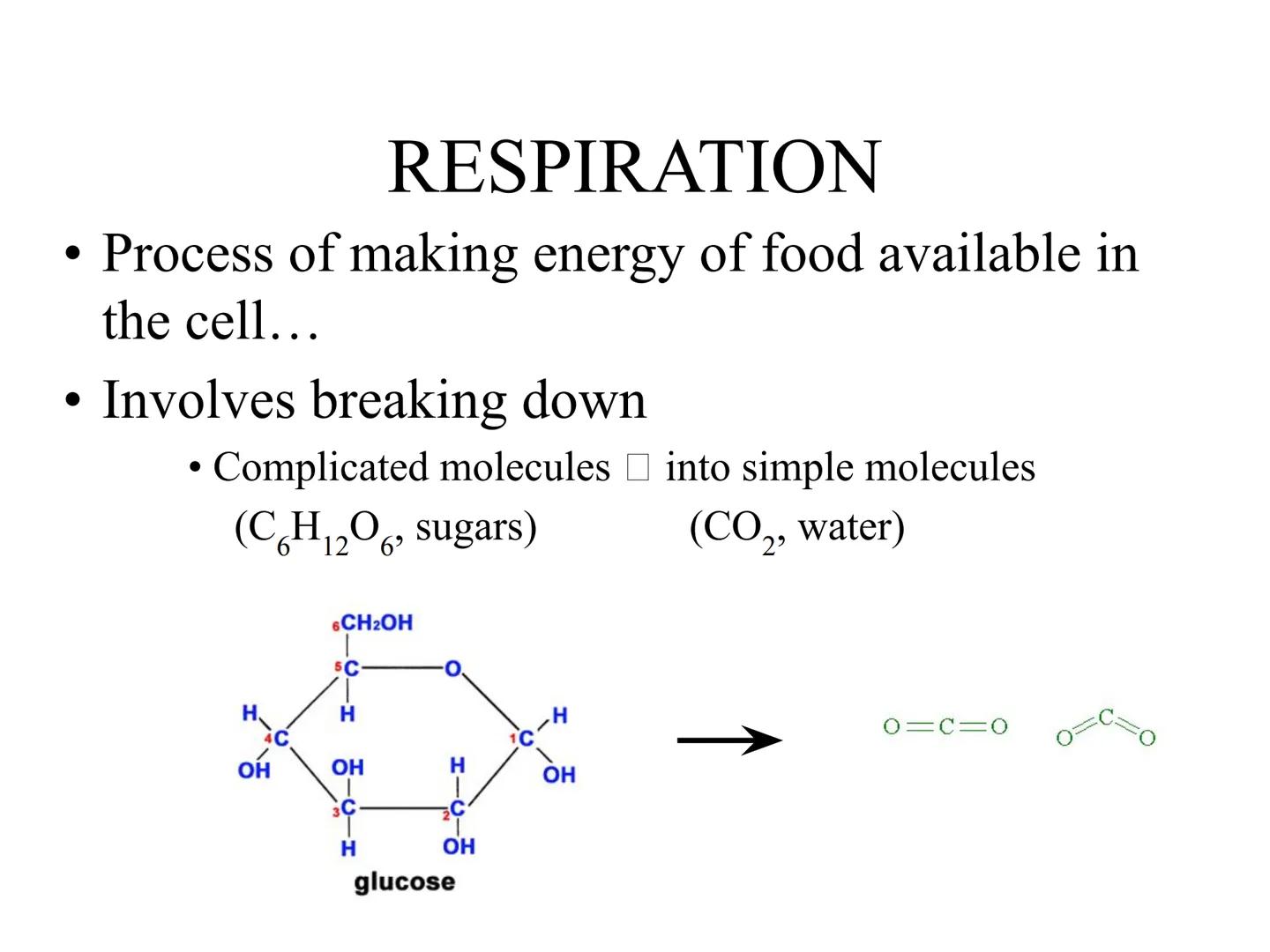 
<h2 id="introduction">Introduction</h2>
<p>Photosynthesis and respiration are two crucial processes that occur in plants and other organism