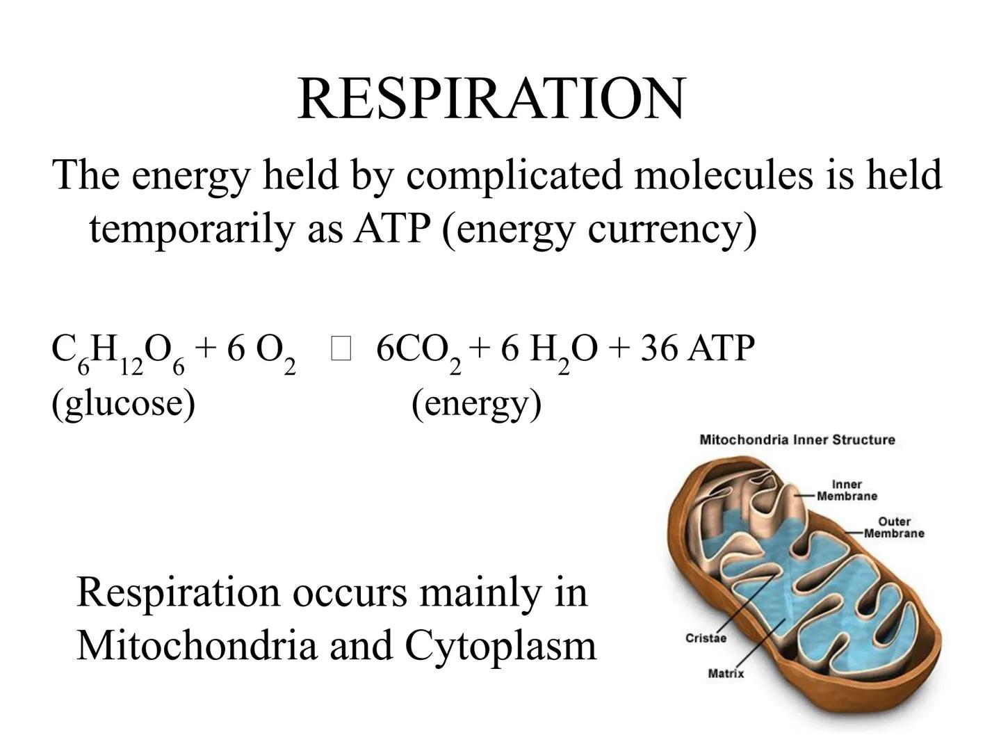 
<h2 id="introduction">Introduction</h2>
<p>Photosynthesis and respiration are two crucial processes that occur in plants and other organism