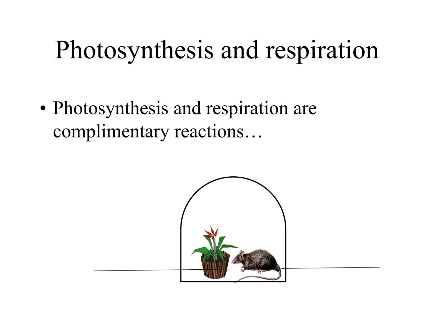 
<h2 id="introduction">Introduction</h2>
<p>Photosynthesis and respiration are two crucial processes that occur in plants and other organism